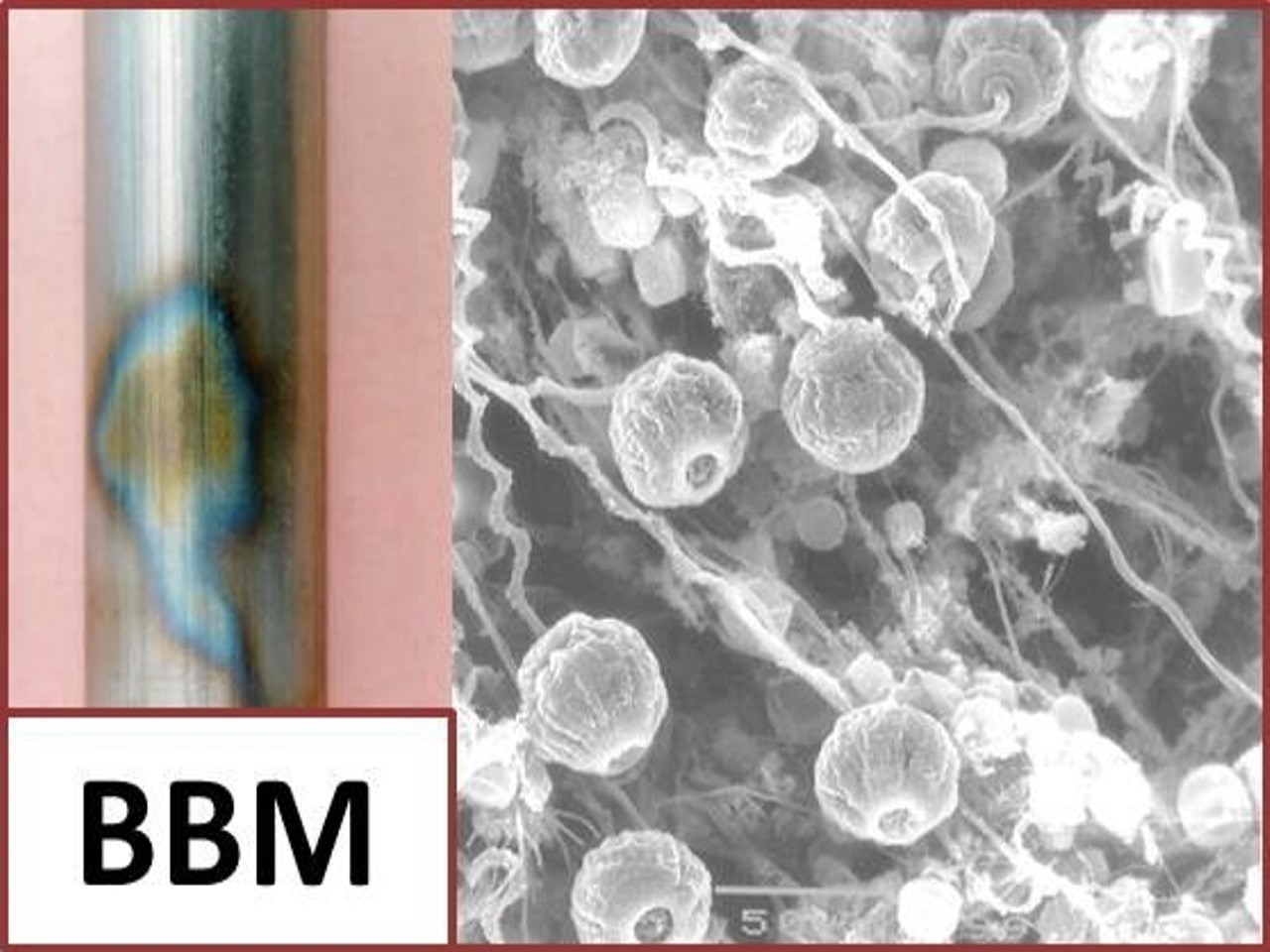 Biodeterioro y Biodegradación de Materiales (BBM)