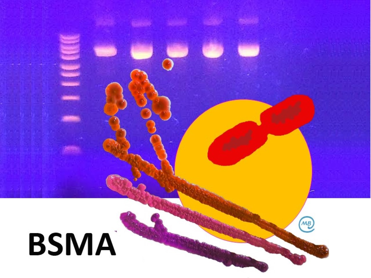 Biotecnología y Seguridad Microbiológica de los Alimentos (BSMA)