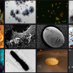 Microbiology: exploring beyond the visible