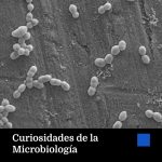 Blog Microbichitos: Microbios Sorprendentes