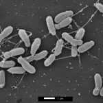 “Ferranicluibacter rubi”, a bacterium to honor Jaime Ferrán