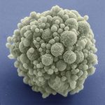 «La vida se abre camino» en el blog microBIO