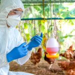 Gripe H5N1: ¿la próxima pandemia?