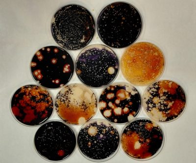 1-Banquete_Amilolitico