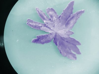 1-Flor_de_Gluconobacter