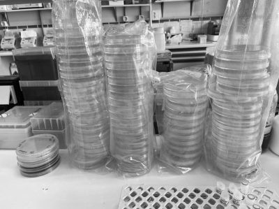 11-Microbios desde diferentes perspectivas