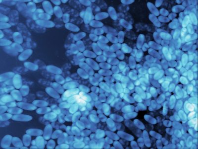 12-Pseudobiofilm_Bessa LJ-Eaton P_Photo 1