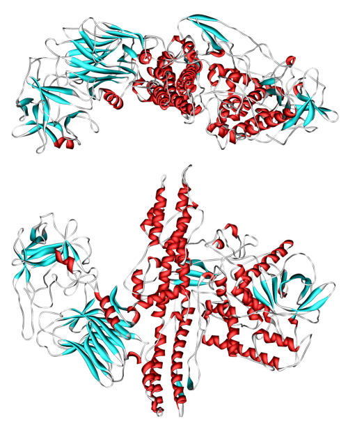 1200px-Botulinum_toxin_3BTA