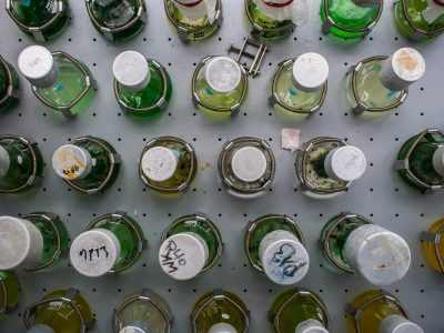 15- Green diversity of experiments