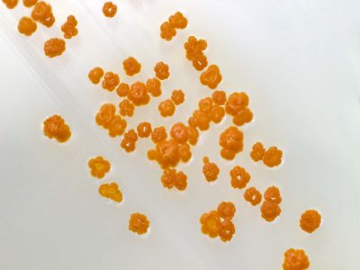 20-Caléndulas antibióticas