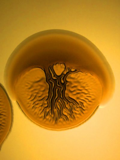 24-The Tree of life_Sweetcorn