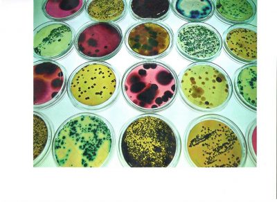 28- Colour, size and shape in bacterial diversity
