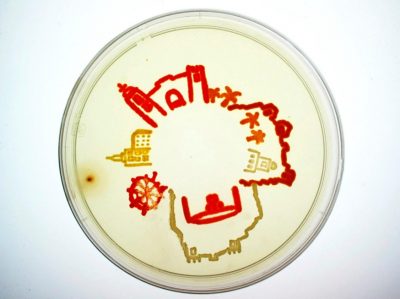 28-Malaga bacterial view