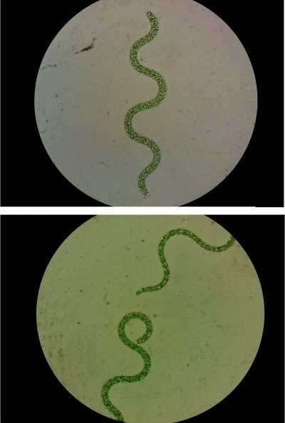 3 -Arthrospira platensis. Microscopio optico