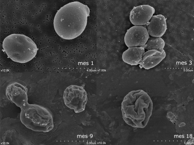 3-Mensaje en una botella Evolución de la autólisis de la levadura a lo largo de la crianza del cava