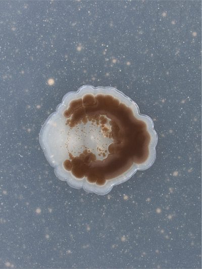 30-Microbial concubinage