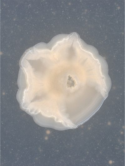 31-Stumpy star