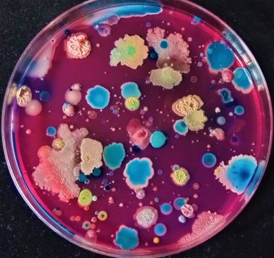 4-El microuniverso que pisamos todos los dias