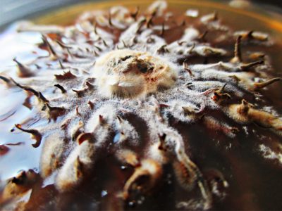 5 -Armillaria, the silent murder