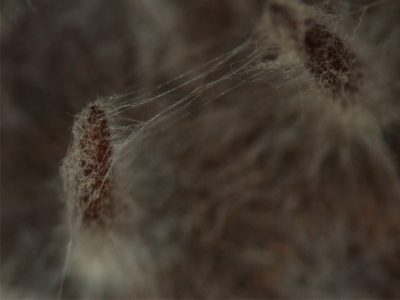 7 Armillaria, the mycelium weaver