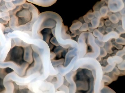 7-Oscuros abismos foliares