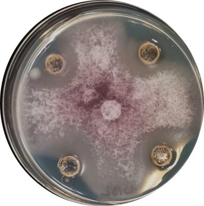 8-Microbiota de extractos de compost frente al patógeno estrella