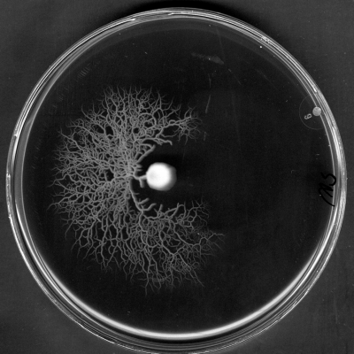 Acinetobacter swarming